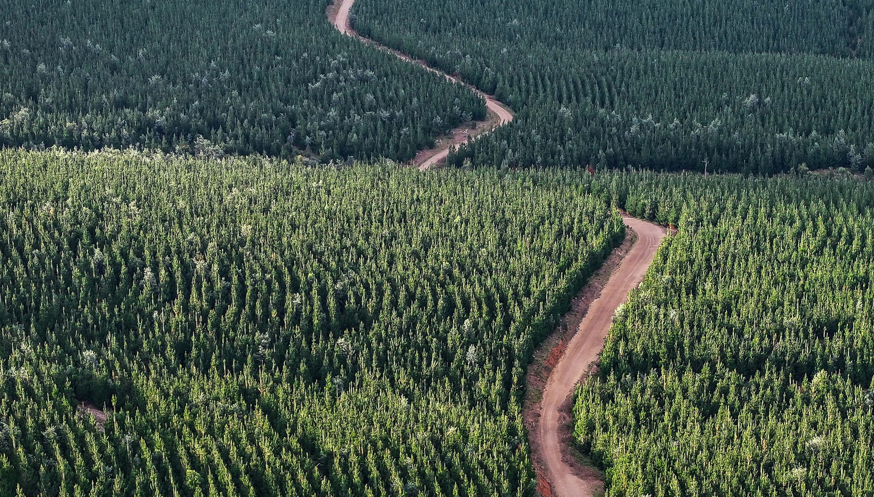 Sunny Corner Wind Farm releases details of $100 million Near Neighbour Program